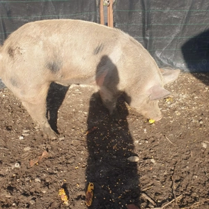 Vand porc mare de taiat  - imagine 2