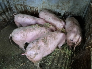 Purcei rasă de carne 3 luni 25-30 kg.