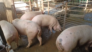 Vânzare porci carne - imagine 2