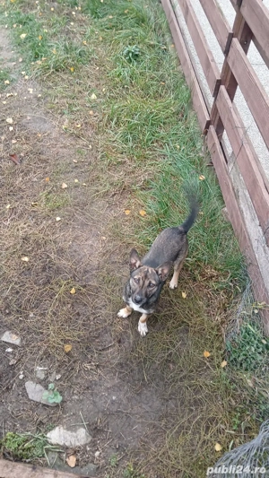 Donez metis Jack Russell Terrier 