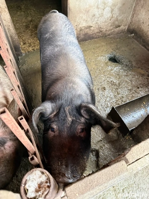 Porc pentru sacrificat - imagine 4