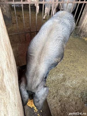 Porc pentru sacrificat - imagine 5