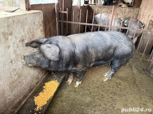 Porc pentru sacrificat