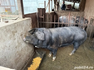 Porc pentru sacrificat - imagine 2