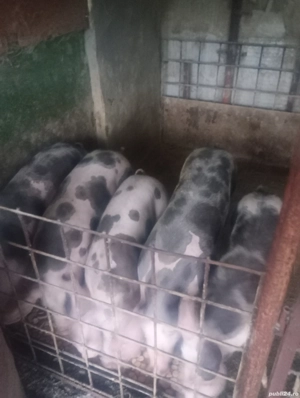 porci de tara  - imagine 2