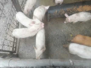 De vânzare... 2 serii - imagine 3