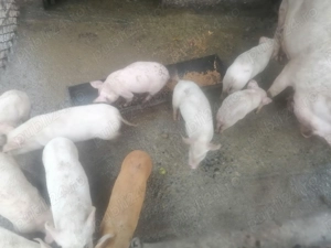 De vânzare... 2 serii - imagine 4