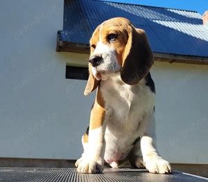 Pui Beagle cu pedigree ACHR - imagine 3