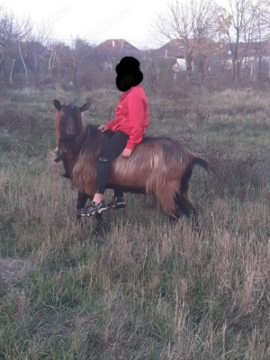 Țap alpin de vânzare 