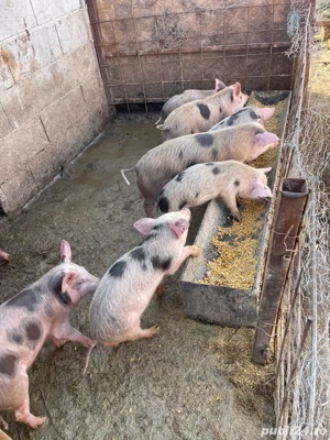 vand purcei  - imagine 2