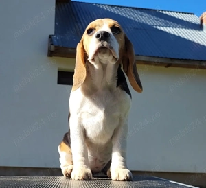 Pui Beagle cu pedigree ACHR - imagine 2