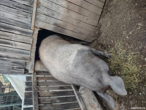 Porci de vinzare rasa  de carne  - imagine 2