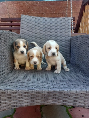 Căței Beagle rasa pura 