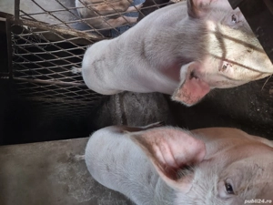 Porci de vinzare rasa  de carne 