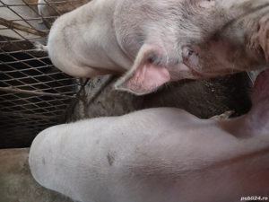 Porci de vinzare rasa  de carne  - imagine 3