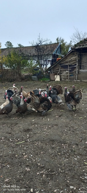 vand curcani si curci  - imagine 4