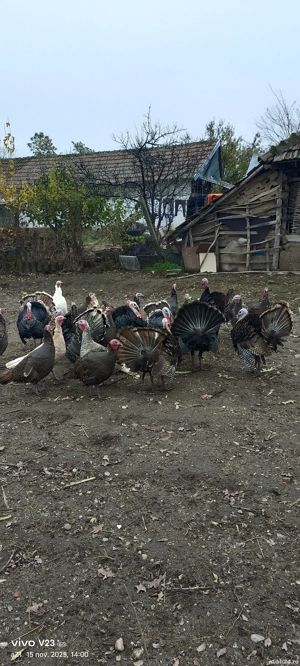 vand curcani si curci  - imagine 2