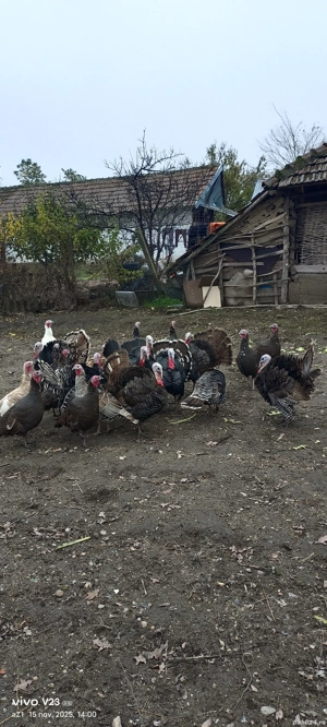 vand curcani si curci  - imagine 5