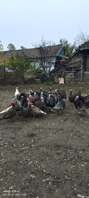 vand curcani si curci 