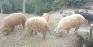Vand porci Mangalita crescuti semi liberi