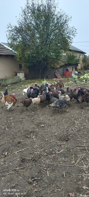 vand 4 curci si 6 curcani 