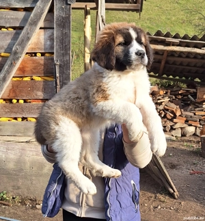 vand cățeii Saint-Bernard 