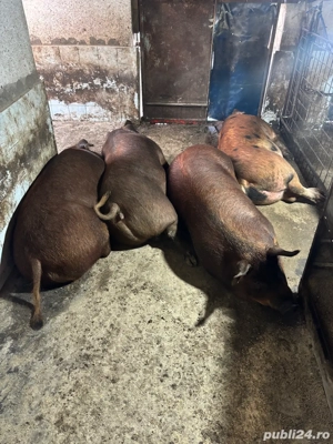 Porci grasi de vanzare - imagine 3