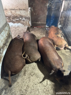 Porci grasi de vanzare