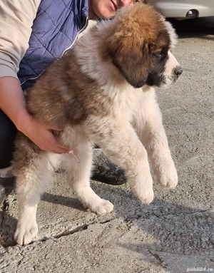 vand cățeii Saint-Bernard  - imagine 2