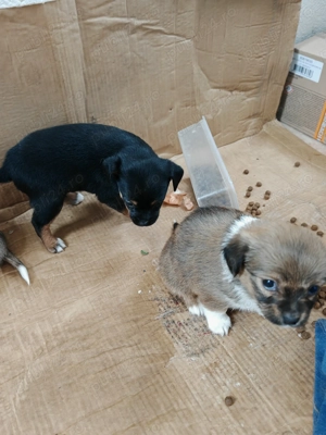 Donez catei talie mica - imagine 3