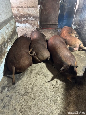 Porci grasi de vanzare - imagine 2