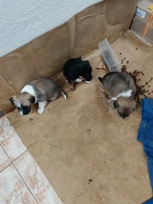 Donez catei talie mica - imagine 4