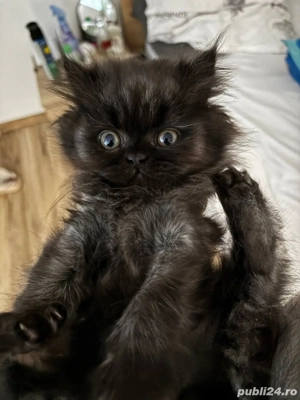 pui persani  - imagine 2