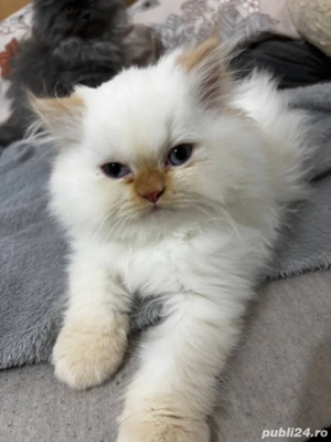 pui persani  - imagine 5