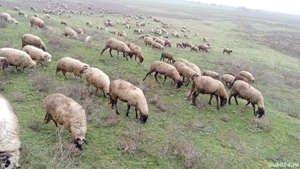 oi tinere de vânzare 