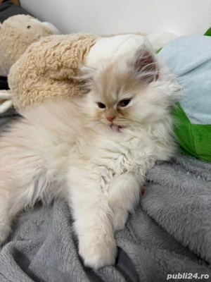 pui persani  - imagine 4