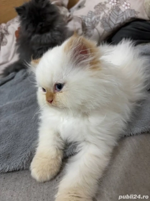 pui persani  - imagine 3