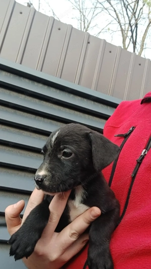 Labrador de vânzare.