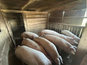 Vand grasuni - 100 kg - imagine 2