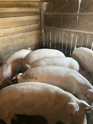 Vand grasuni - 100 kg - imagine 4