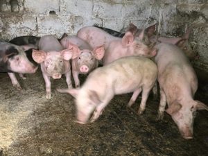 purcei de vanzare - imagine 2