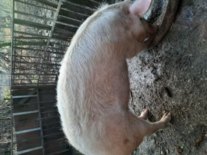 Porc bio de vanzare.