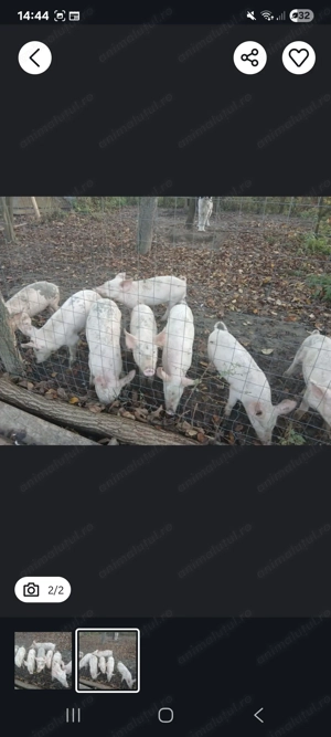 Vând purcei 40 kilograme - imagine 2