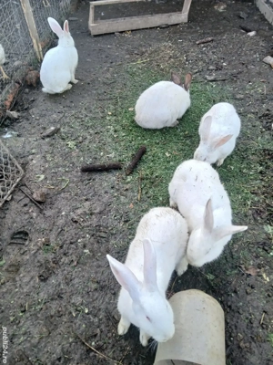 iepuri adulti si tineret