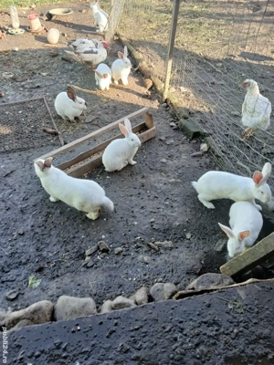 iepuri adulti si tineret - imagine 4