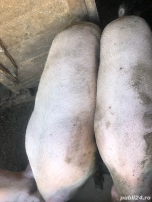 vand porci la numarul  