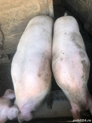 vand porci la numarul   - imagine 3