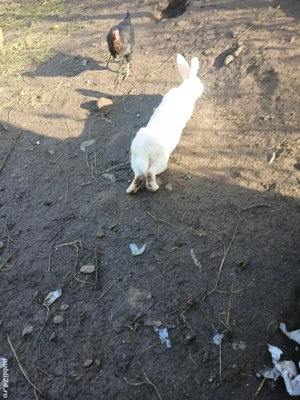 iepuri adulti si tineret - imagine 3