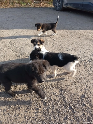 Donez 5 puiuți de câine.