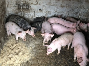 purcei de vanzare - imagine 3